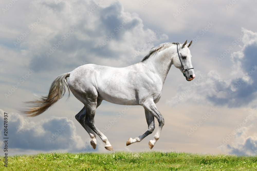 white horse white horse