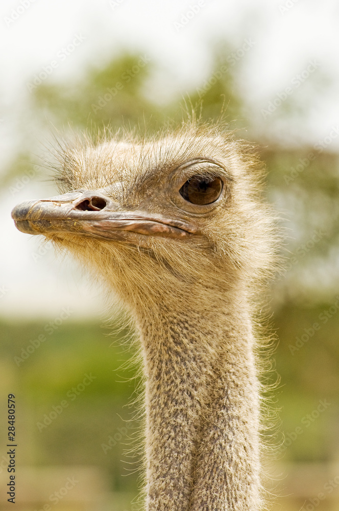 portret strusia