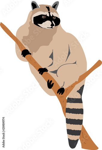 Racoon (Procyon lotor)