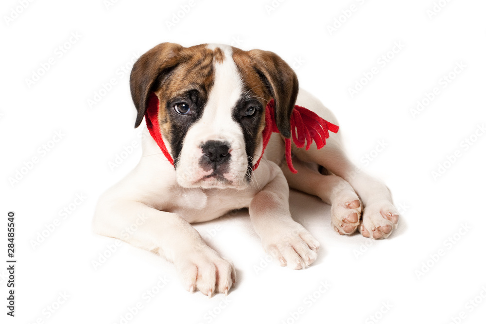 Boxer Puppy Boxer Puppy