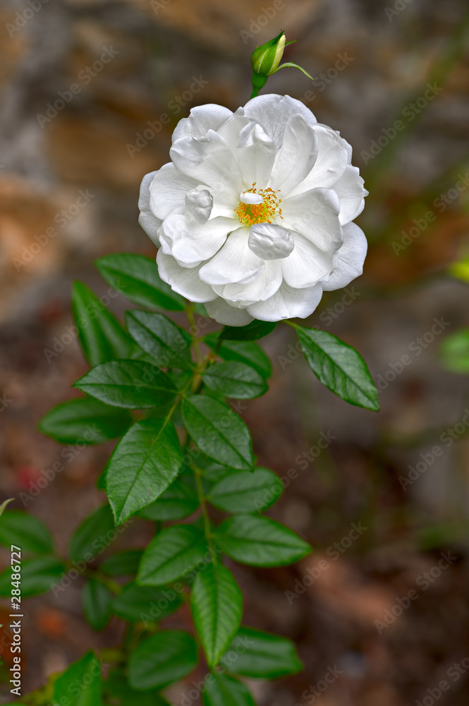Fototapeta premium White Floribunda rose -- cultivar Iceberg