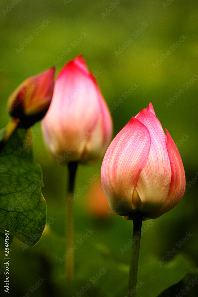 Lotus flower buds Lotus flower buds