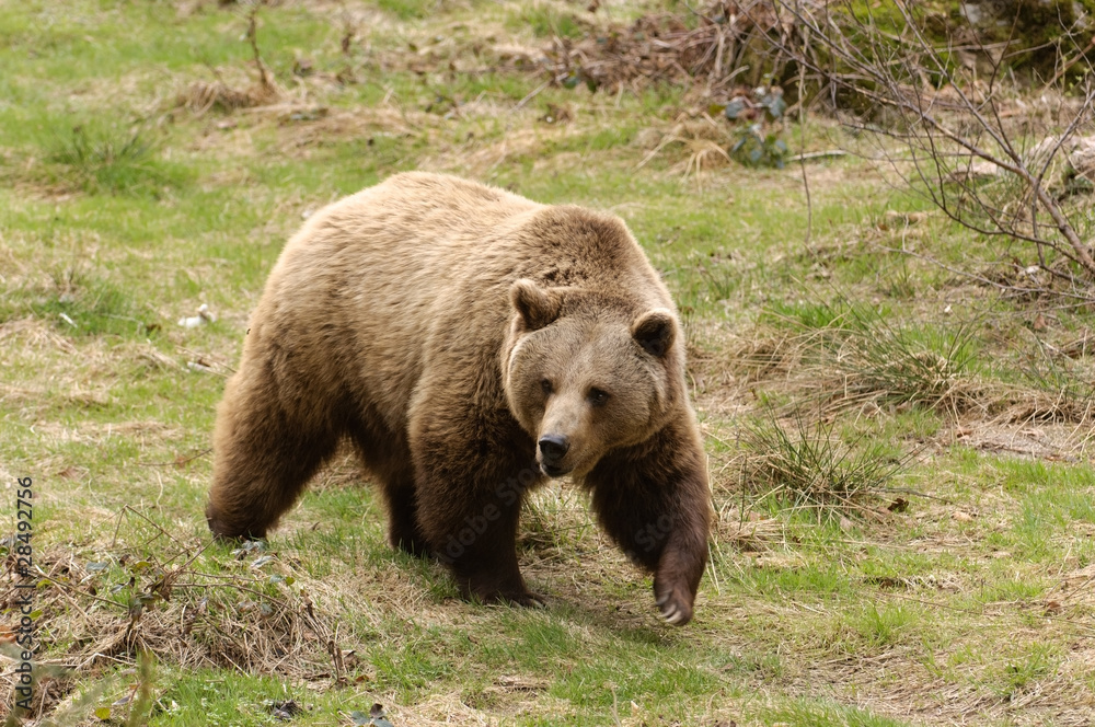 Obraz premium Braunbär, Brown Bear, Ursus arctos