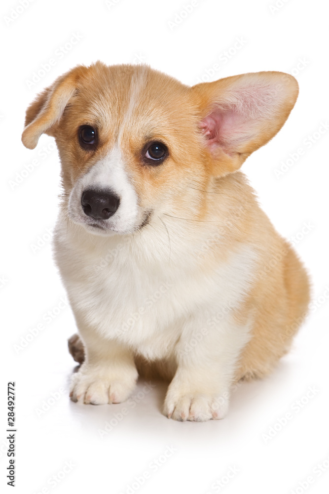 Corgi puppy on white background