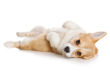 Corgi puppy on white background