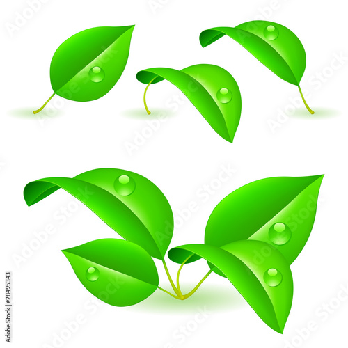 Green leaves.