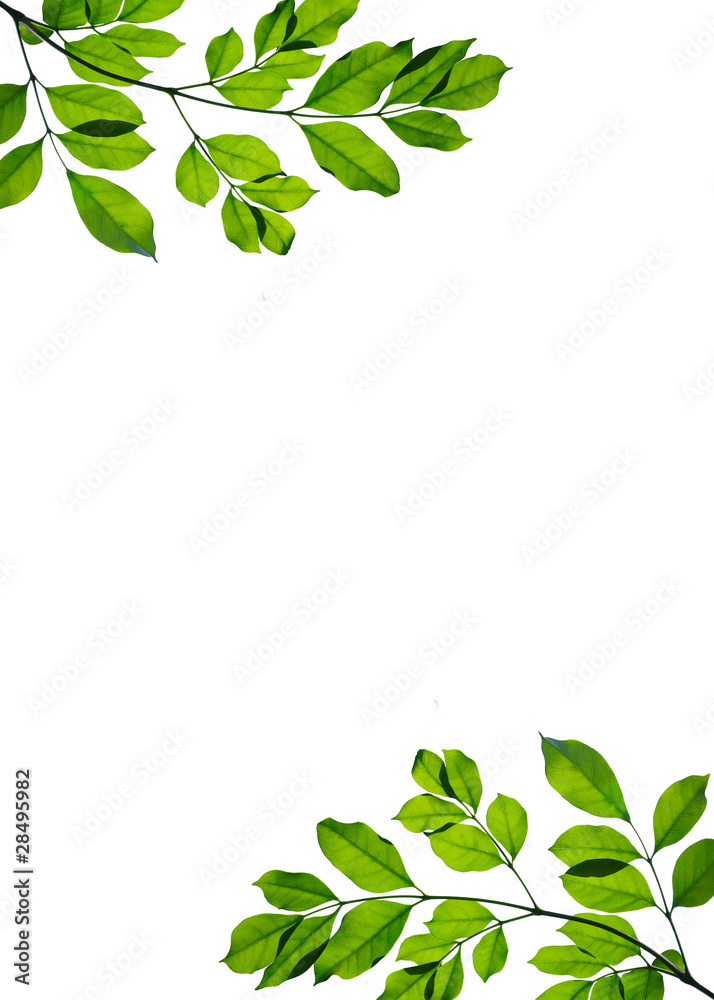 Green leaf frame isolated