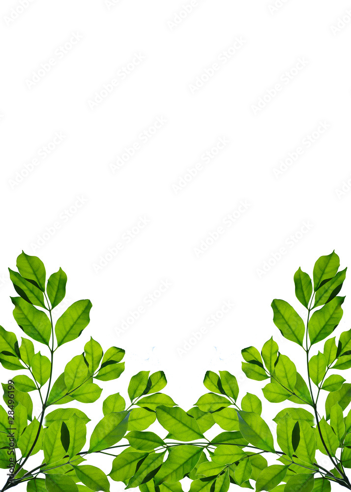 Obraz premium Green leaf frame isolated