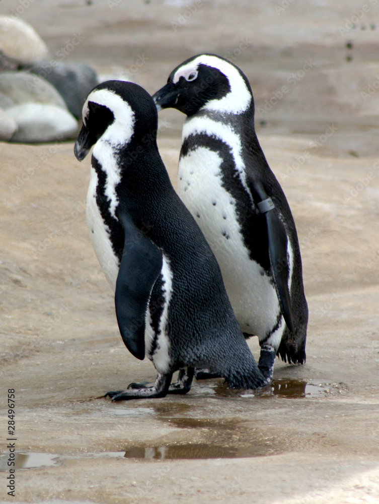 Fototapeta premium Pinguin Paar