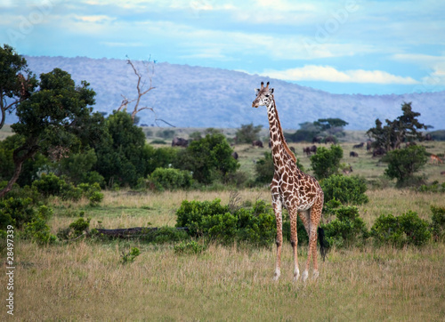 Giraffe on the Masai Mara