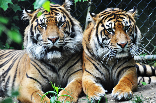 Two Tigers