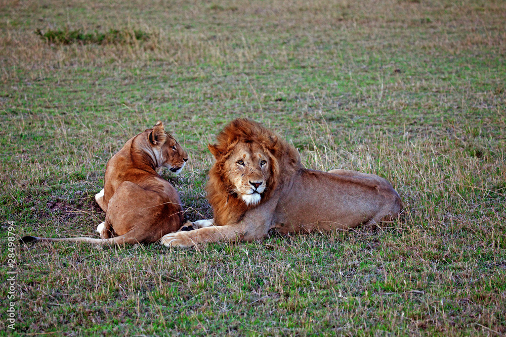 Lions at Dusk Lions at Dusk