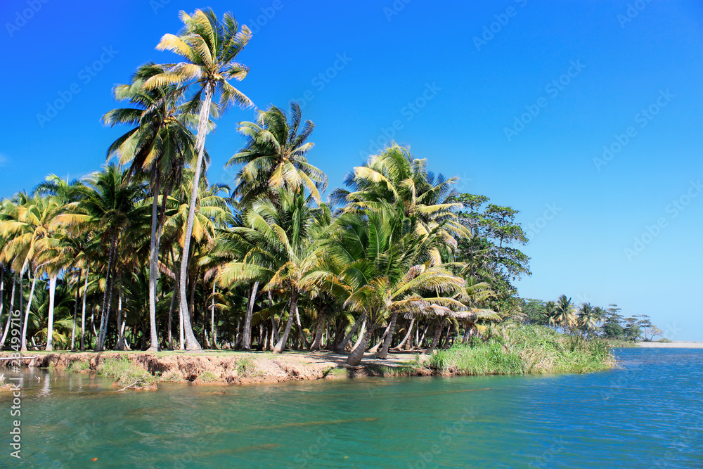 Green palm forest, beautiful  landscape in Baracoa