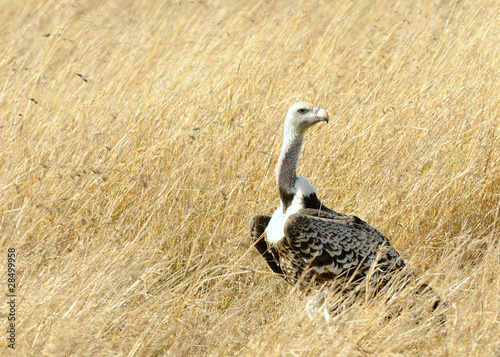 Ruppell's Griffon Vulture photo