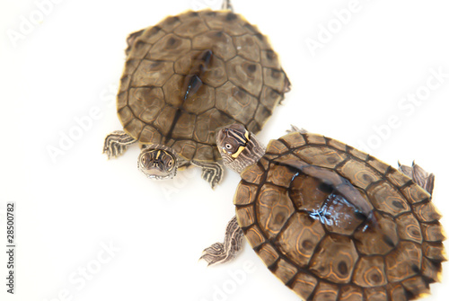Turtles