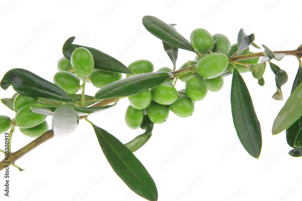 green olives green olives
