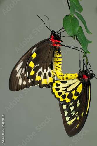 Mating pair of Cairns Birdwing Butterflies photo