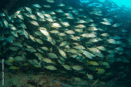 Fish Aggregation  picture taken in Palm Beach County Florida