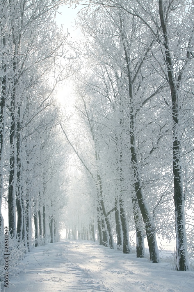Fototapeta premium Winter rural road between the trees covered with frost