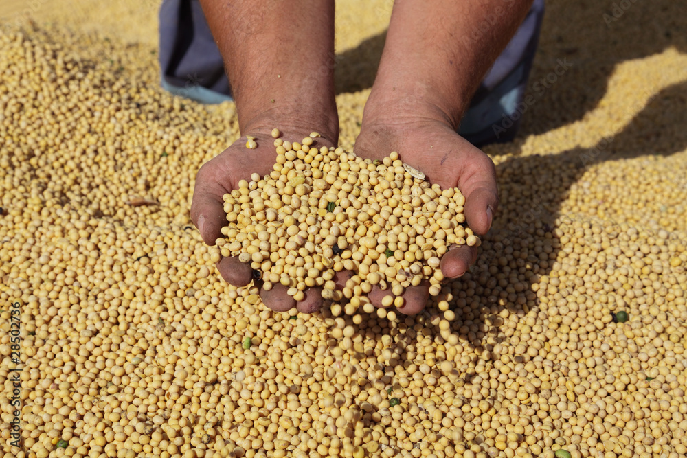 Harvest of soy, farmers hands and soybean Harvest of soy, farmers hands and soybean