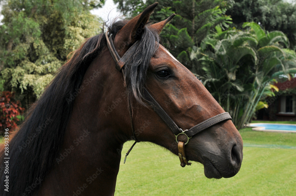 Portrait of Peruvian Horse Portrait of Peruvian Horse