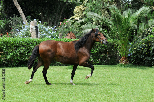 Peruvian horse "Caballo de Paso" © Carlos Santa Maria