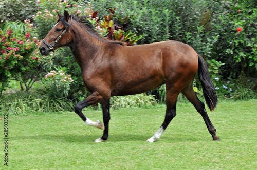 Peruvian horse "Caballo de Paso"