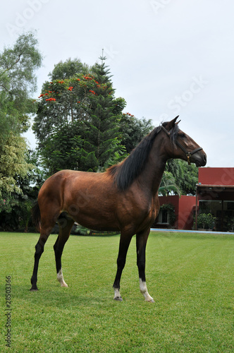 Peruvian Horse  Caballo de Paso 