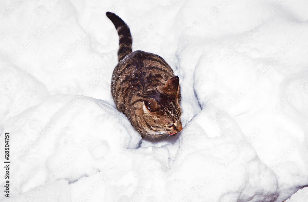 cute cat  has fun in the snow