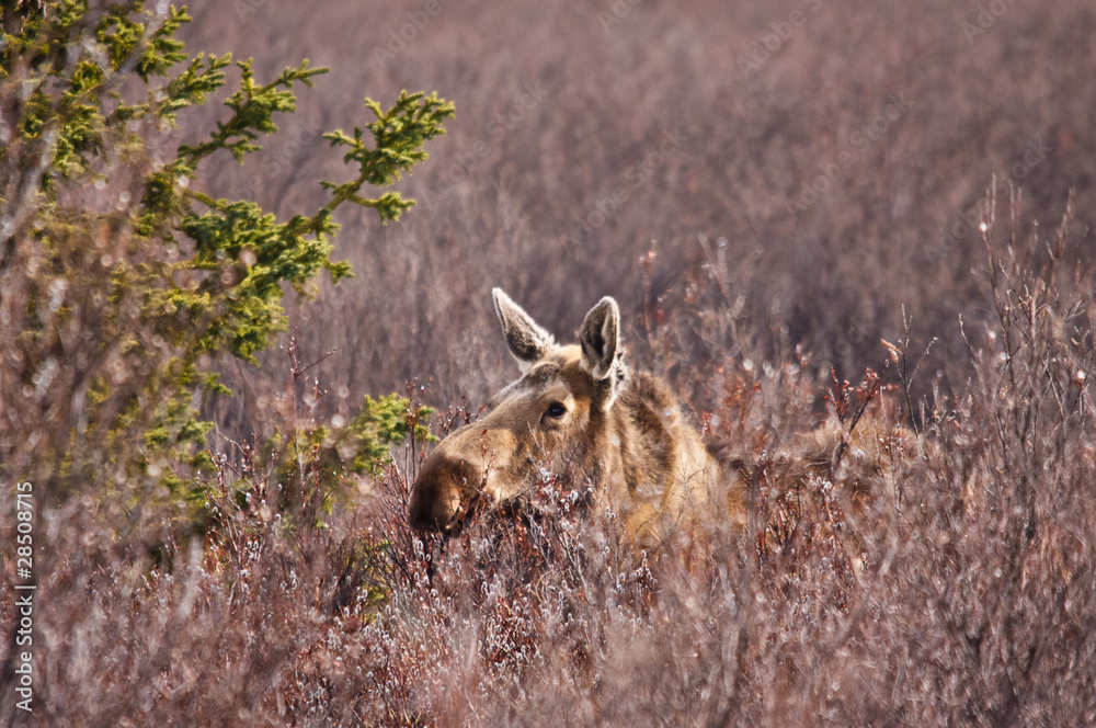Moose in Field