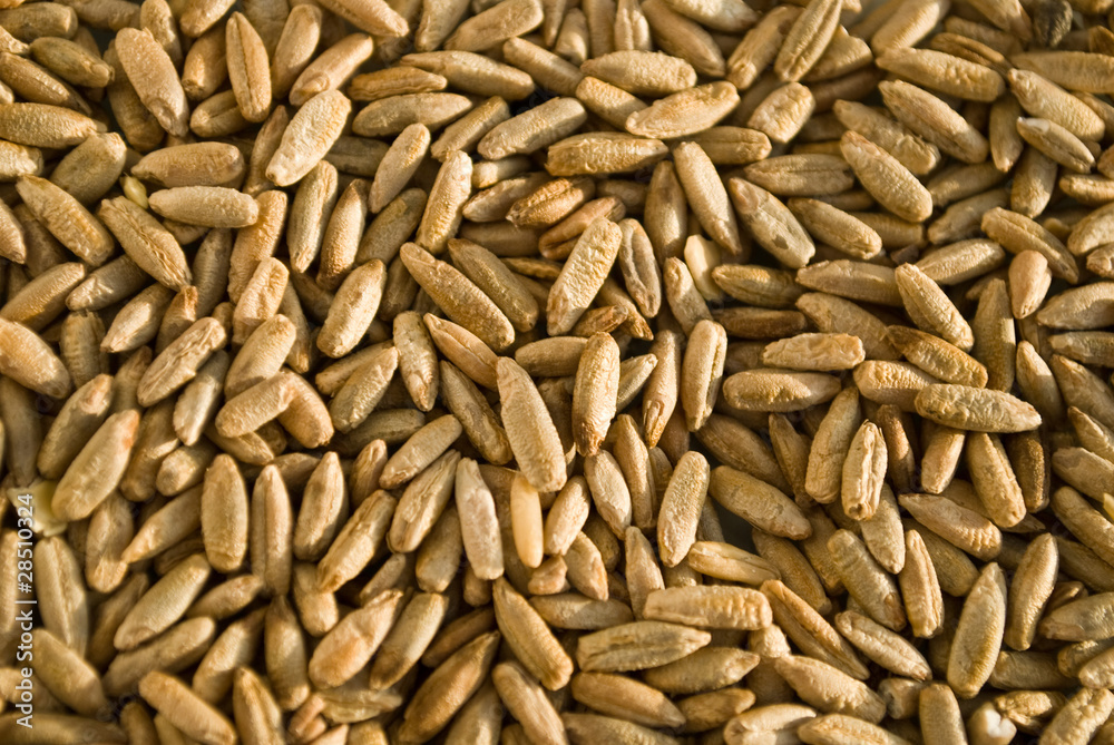 oat oat