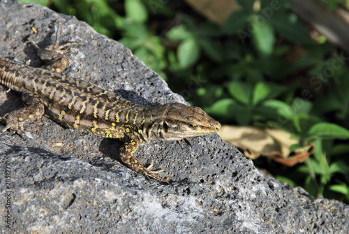 Lagarto tizon