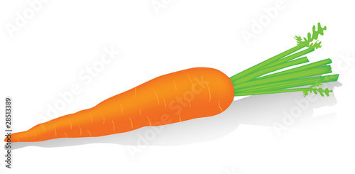 Carrot isolated on the white