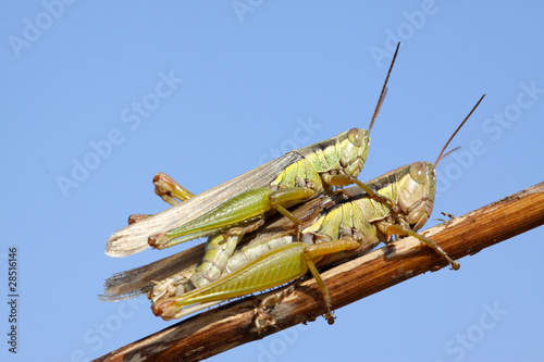 mating locusts