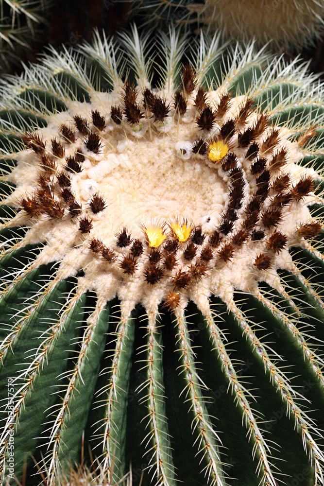 Schwiegermuttersitz (Echinocactus grusonii) Schwiegermuttersitz (Echinocactus grusonii)