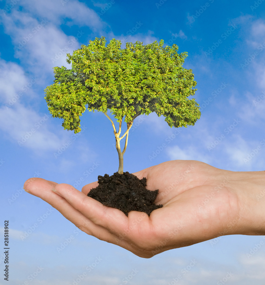 Tree in palm as a symbol of nature protection Tree in palm as a symbol of nature protection
