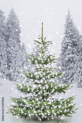 Weihnachtsbaum im  Winterwald