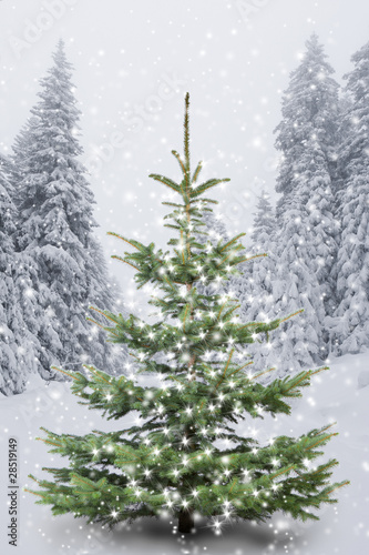 Weihnachtsbaum im  Winterwald © by-studio