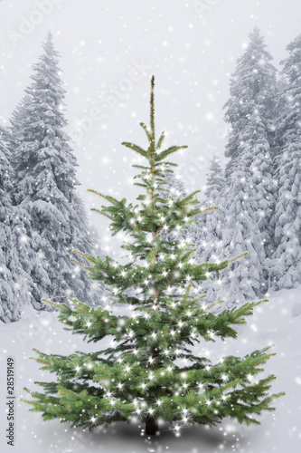 Weihnachtsbaum im  Winterwald