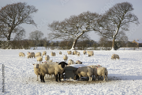 Sheep feeding in the snow