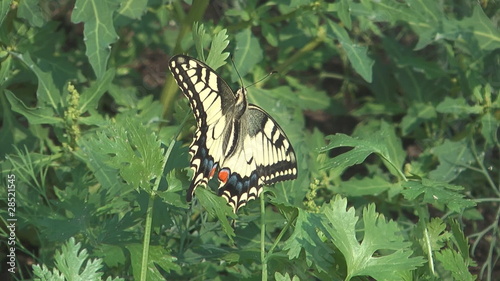 HD 1080 close up shot of beautiful butterfly on flower.