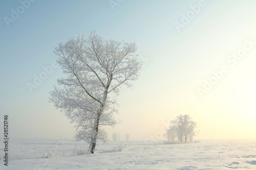 Frozen winter tree against a blue sky during sunrise