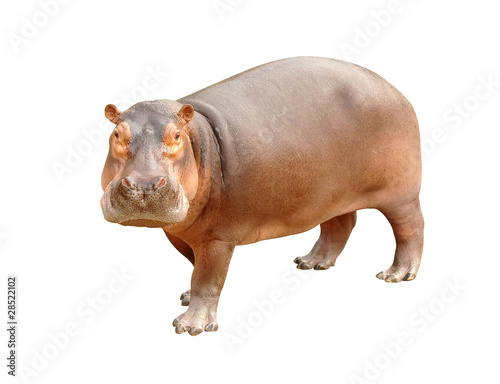 Tableau sur toile hippopotamus isolated