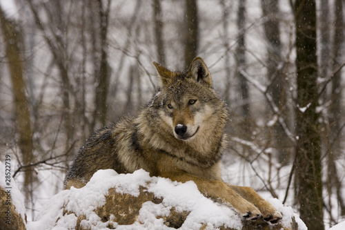 European grey wolf  Canis lupus lupus 