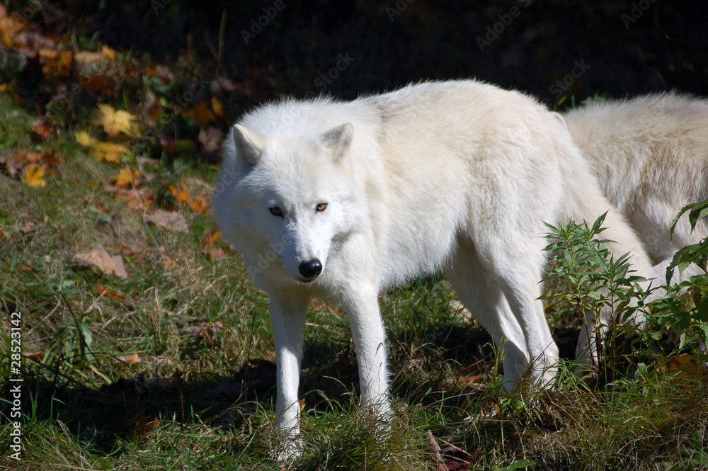 Arctic Wolf Arctic Wolf