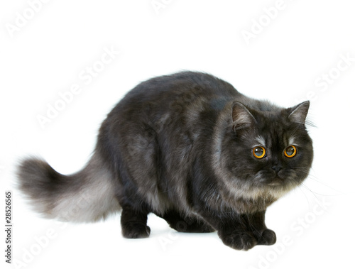 Foto british longhair cat