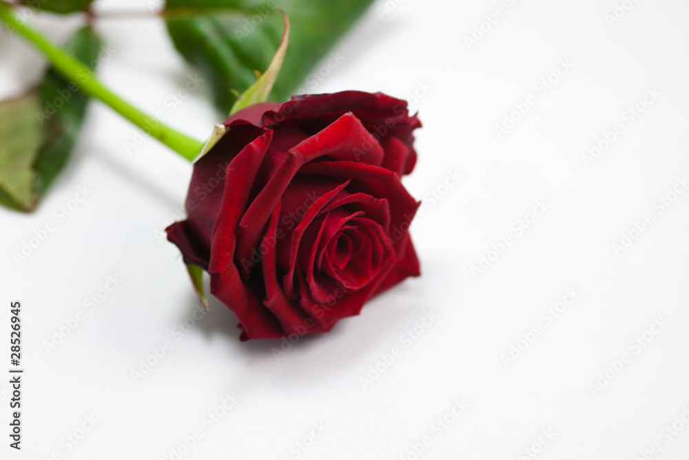 Rose rouge Rose rouge