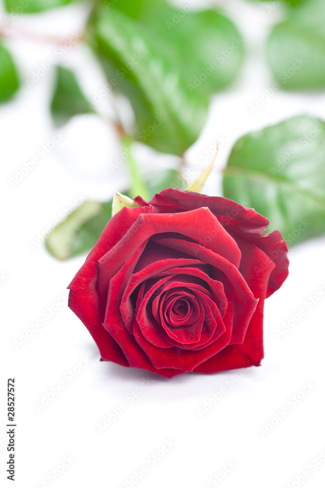 Fototapeta premium Rose rouge