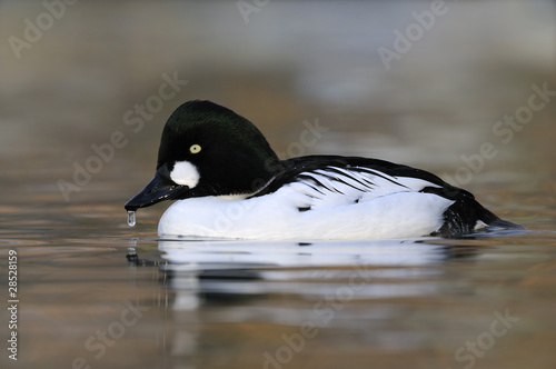 Goldeneye, Bucephala clangula - male
