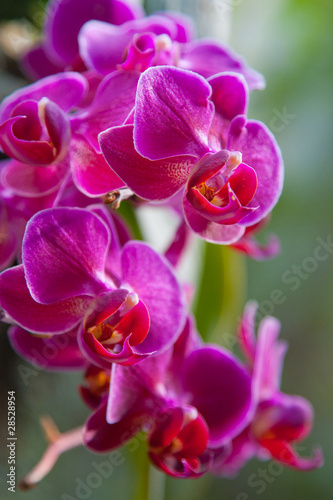Orchid © apopium